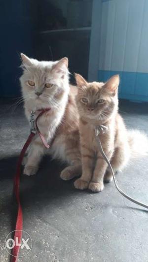 Pair of Persian cats going cheap