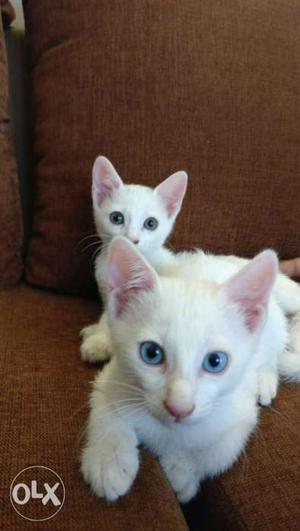Pair of white, 1.5 month old kittens. One male