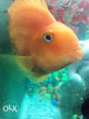 Parot fish. Orange. 3 inch long. Healthy. Too big