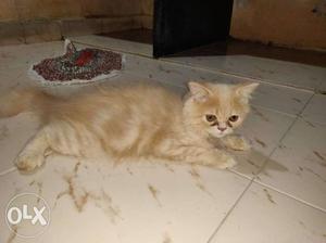 Parsian cat 4 month old urgent sell