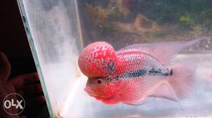 Peach And Gray Flowerhorn Fish