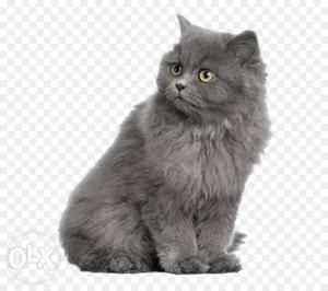 Percian kitten (gray)