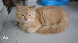 Persian Brown and white cat for sale Rs  each