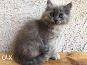 Persian Cat - Russian Blue and two months old