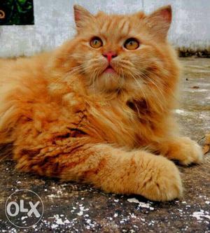 Persian cat heavy breed imported blood line for