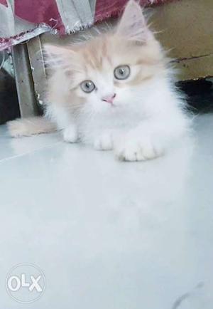 Persian cat kitten 2month male and female doll face
