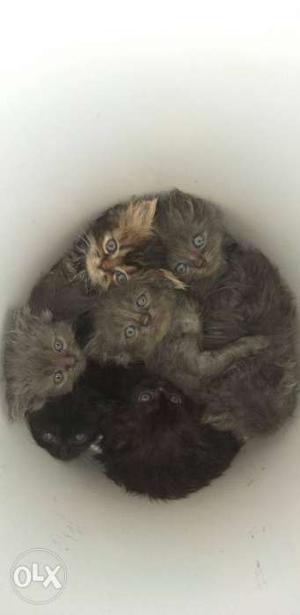Persian cat kittens 4 sale low rate 6 kittens
