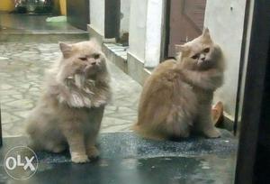 Persian cat long fur