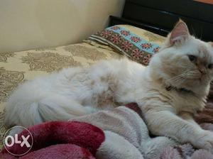 Persian cat male 9months old
