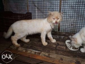 Persian cat pair / rupees hair cutting