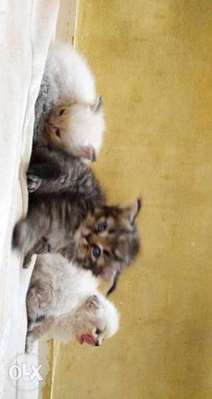 Persian cats for sale pure breed the one who is