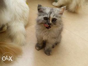 Persian doll face kittens for sale