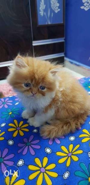 Persian home breed sami punch face booking start fix price
