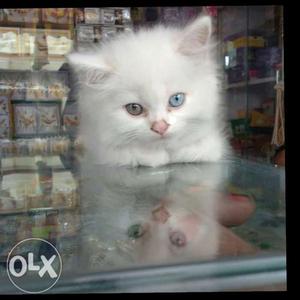 Persian kitten 2month old 100% pure persian