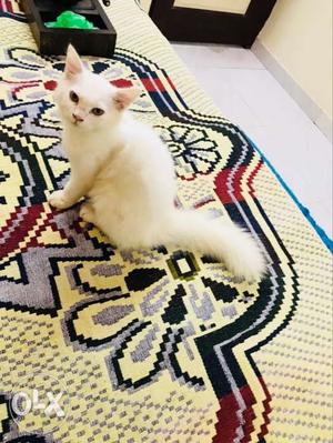 Persian kitten 3month 20 days