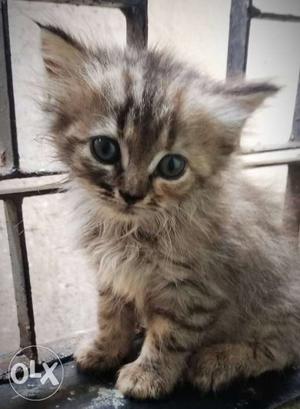 Persian kitten 60 day old