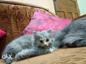 Persian kitten High breed Potty trained one male kitten