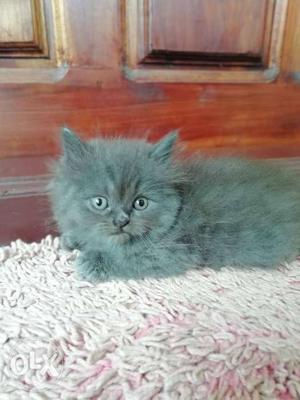 Persian kitten for sale Russian blue