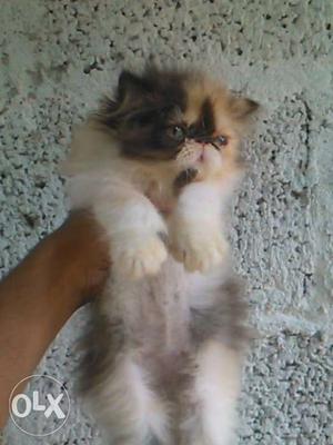 Persian punch face calico cat