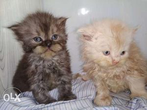Persian semi punch kitten for sale 9*