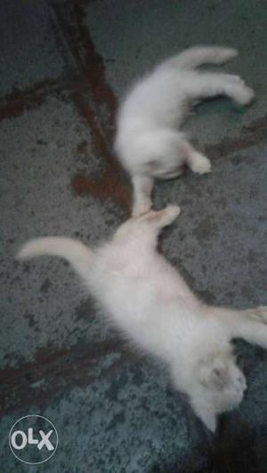 Persin Male Fimal 3 Month Old Kitten Good Halth &