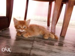 Persion cat 2 month babies golden male and black