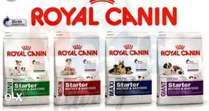 Pet food royal canin maxi charm mascotas solution