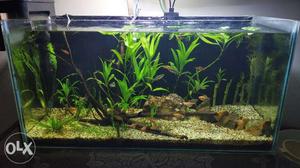 Planted fish tank 2.5tf