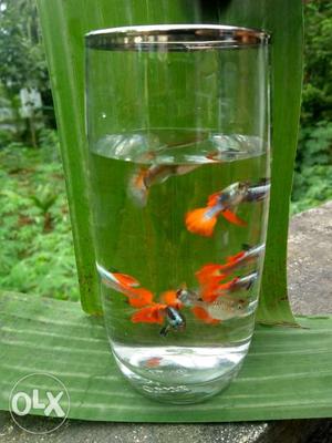 Platinum red tail big ear guppy, 100 rupees each