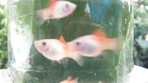 Platy more than 20 pieces