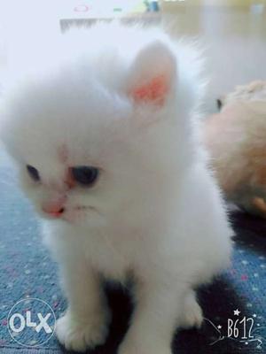 Pure Persian cat color white and gold