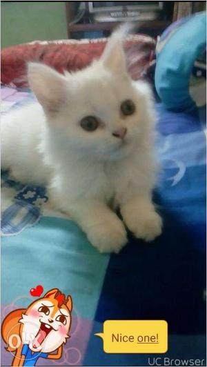 Pure breed doll face persian kitten for sale