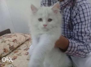 Pure persian breed female kittens 3months old 1