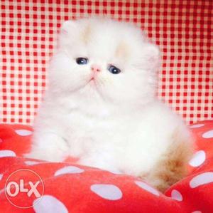 Quite Persian cat kitten breed for sale CASH ON DELIVERY