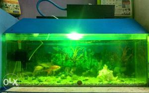 Rectangular Green Framed Fish Tank