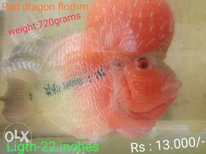 Red Dragon Flowerhorn Fish With Text Overlay