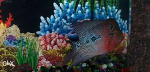 Red Dragon Flowerhorn is very aggressive and