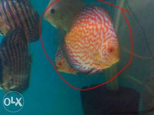 Red Pegion checkerboard discus.. Price is negotiable