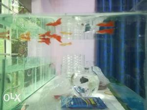 Red guppy pair 100