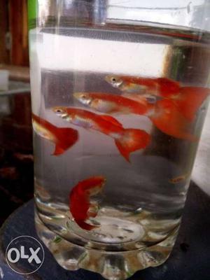 Red tail guppy male 10 piece