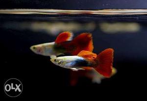 Red texido guppies for sale