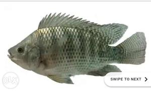 Rs200 kg Thilapiya fish