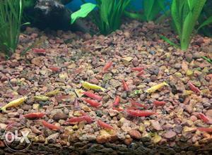 School Of Red And Yellow Fish
