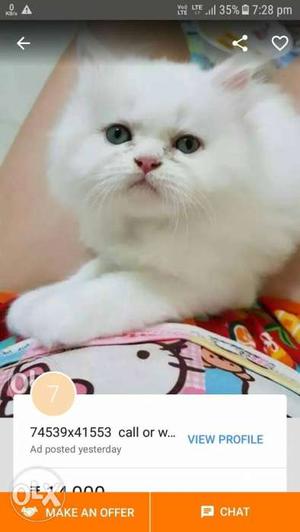 Short-fur White Cat Screenshot
