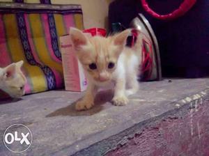 Short-furred Orange And White Kitten