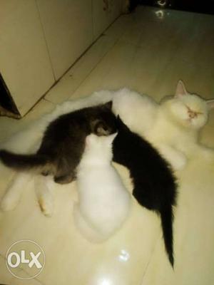 Short-furred White Cat And Three Kittens