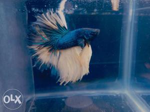 Show quality fancy bettas available