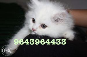 Smart Persian Kittens and Cats for Sale. All