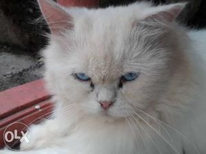 Snow white with dark blue eyes male available for