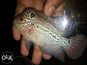 Srd*kml flowerhorn